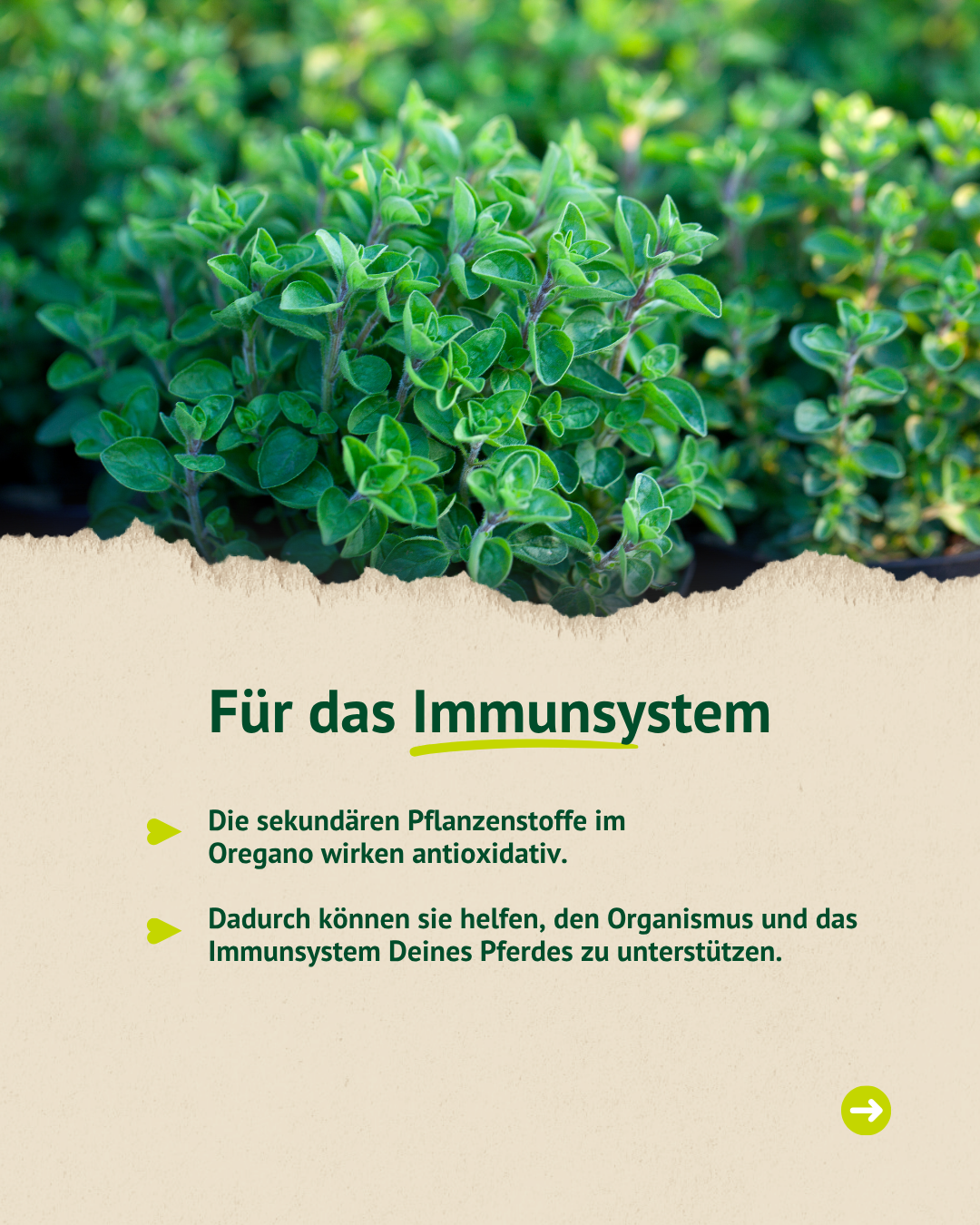 Dichter Oregano-Strauch – unterstützt das Immunsystem deines Pferdes auf natürliche Weise
