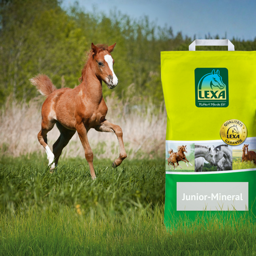 Ein braunes Fohlen mit weißer Blesse galoppiert über eine grüne Wiese. Im Vordergrund steht ein Sack LEXA Junior-Mineral.
