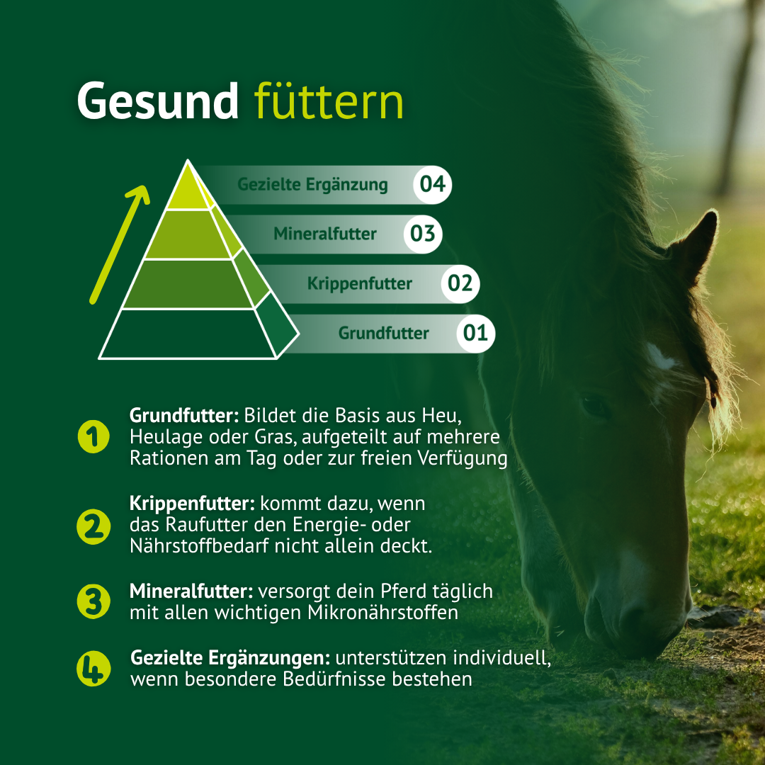 Gesunde Pferdefütterung erklärt – Grundfutter, Krippenfutter und Ergänzungen im Überblick
