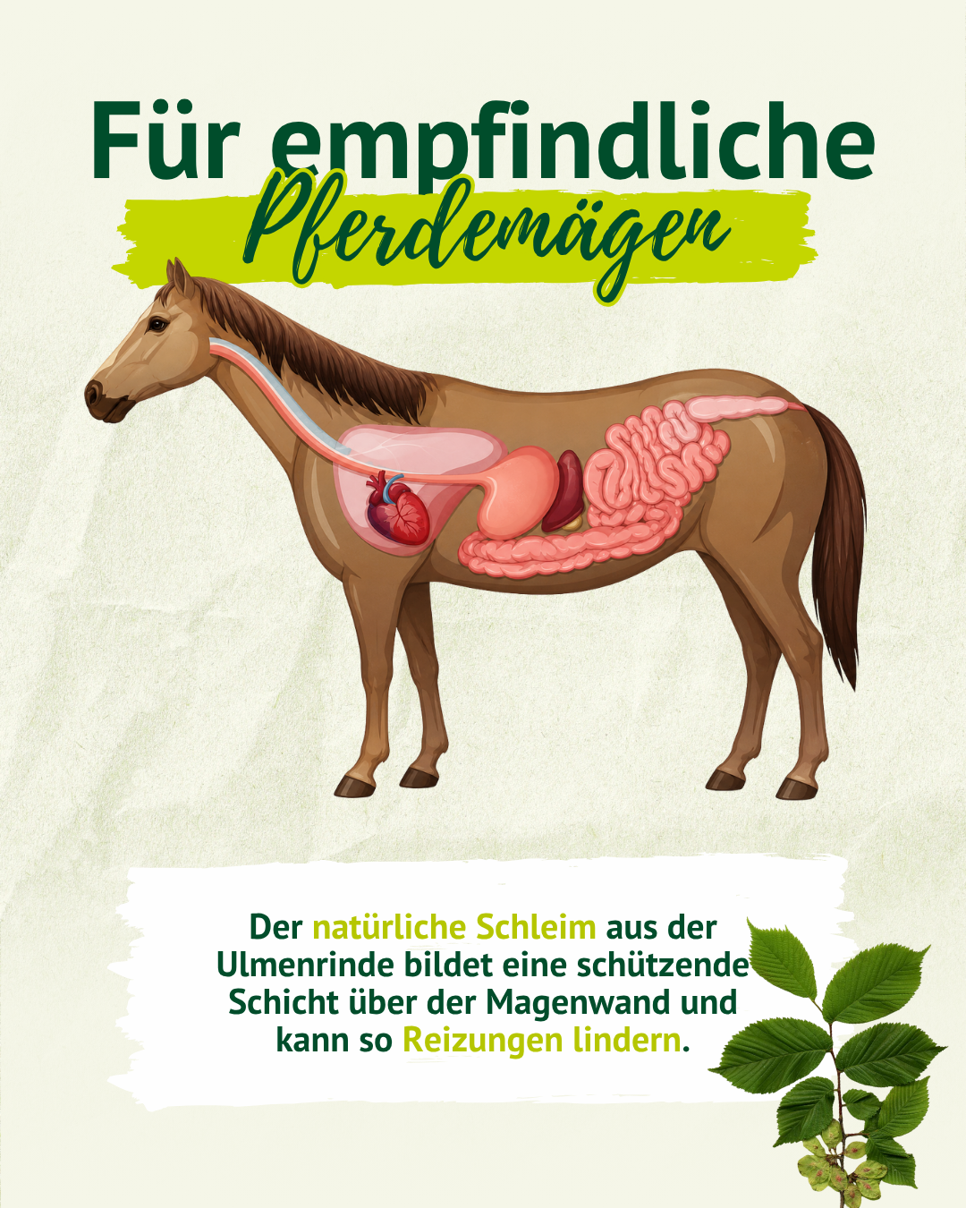 Illustration eines Pferdes mit sichtbarem Verdauungssystem. Text beschreibt Ulmenrinde als natürlichen Schleim, der eine schützende Schicht über der Magenwand bildet und Reizungen lindern kann.