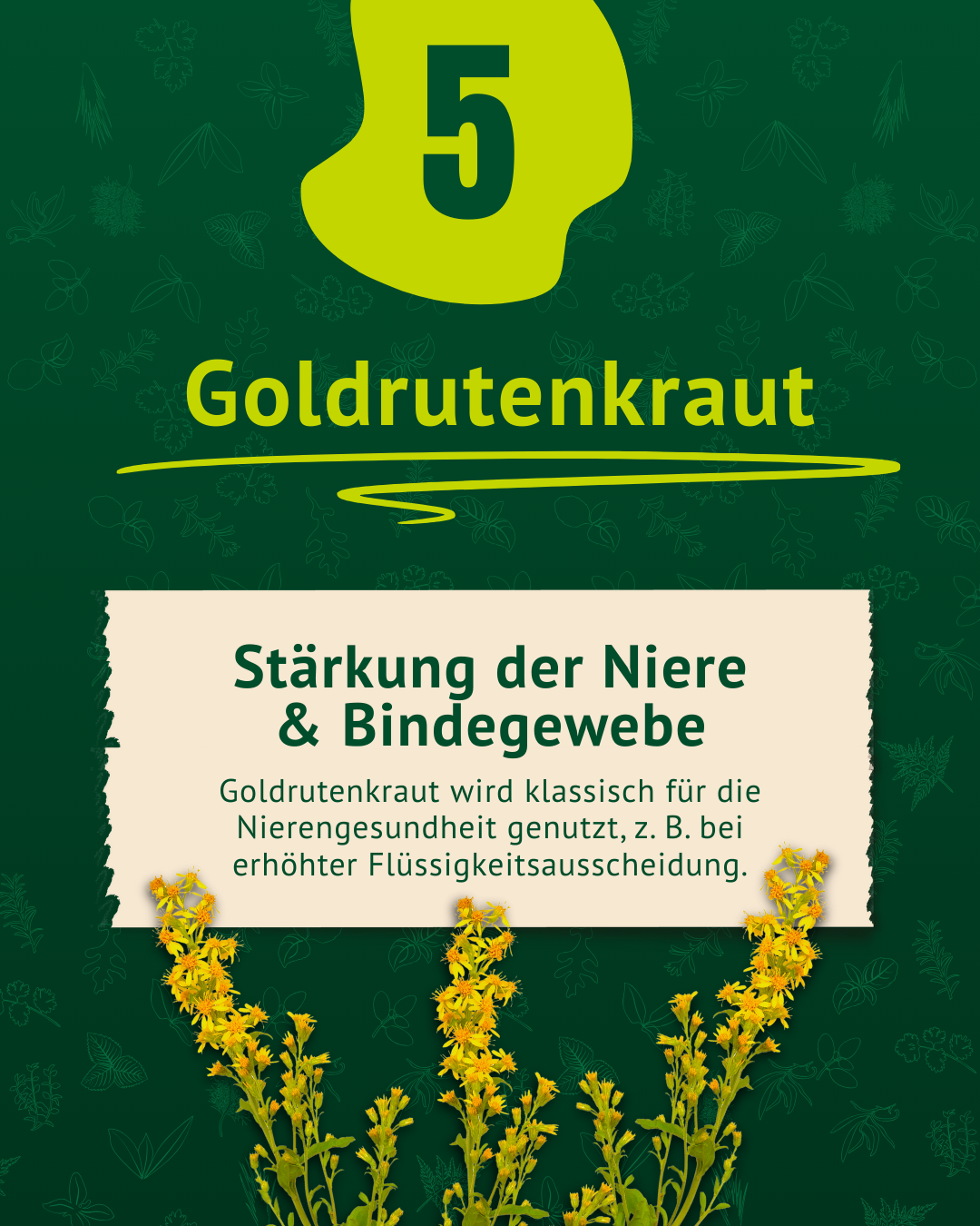 Beschreibung Goldenrutenkraut inkl. Foto der Goldrute Beschreibung Goldenrutenkraut inkl. Foto der Goldrute