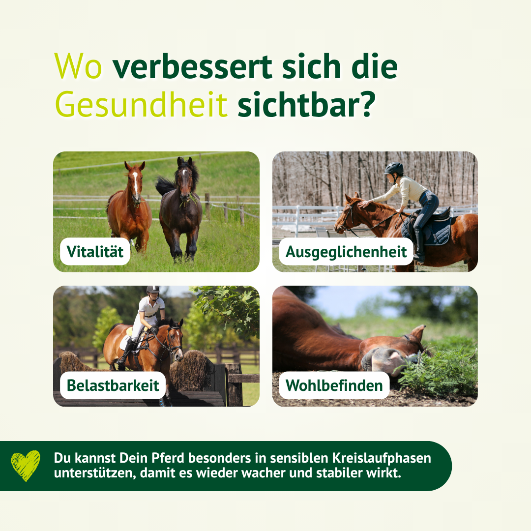 Pferde profitieren durch LEXA Herz-Kreislauf Liquid mit mehr Vitalität, Ausgeglichenheit, Belastbarkeit und Wohlbefinden.