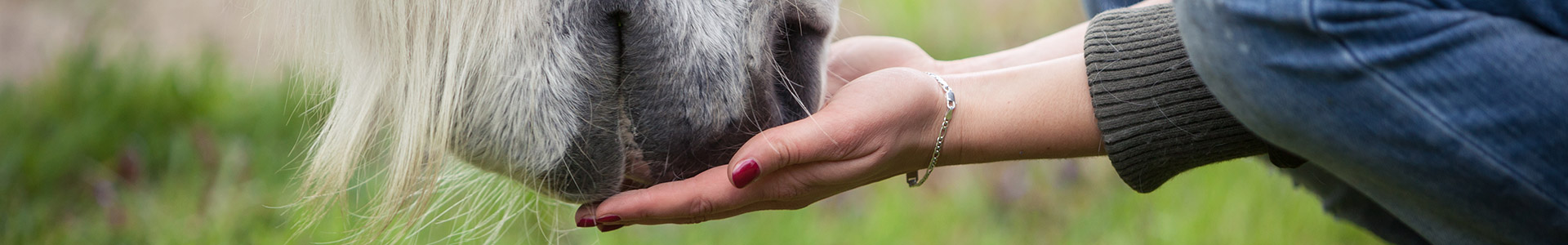 Interaktion zwischen Mensch und Pferd Eine Hand nähert sich der Schnauze eines Pferdes, das Gras frisst.