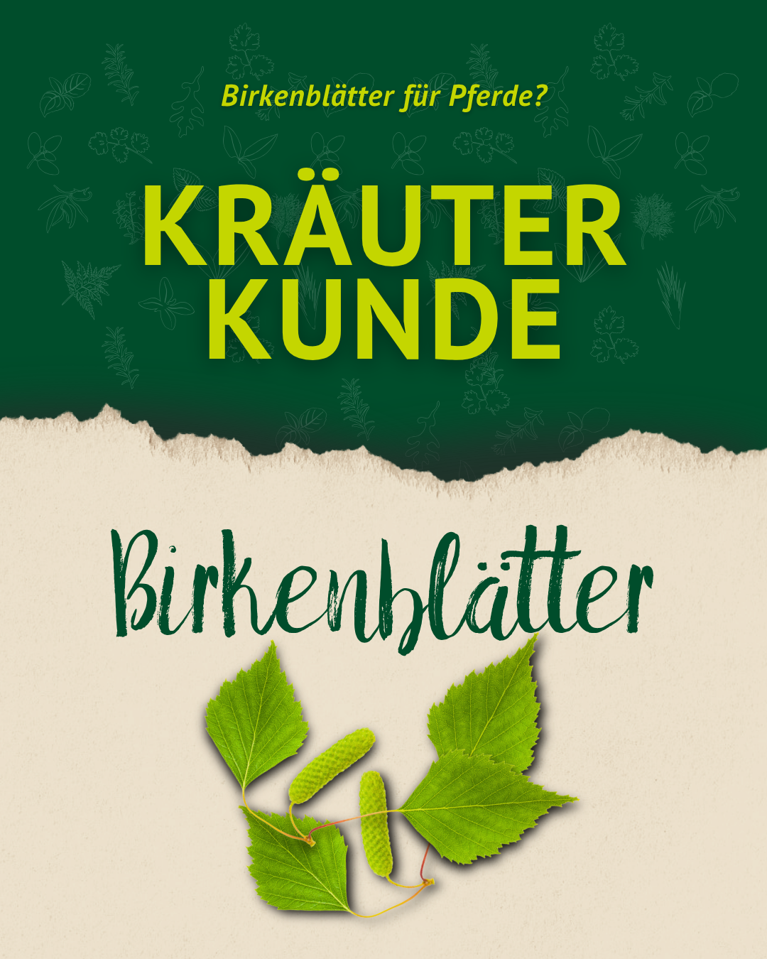 Titelgrafik „Kräuterkunde Birkenblätter“ mit frischen grünen Birkenblättern auf hellem Hintergrund