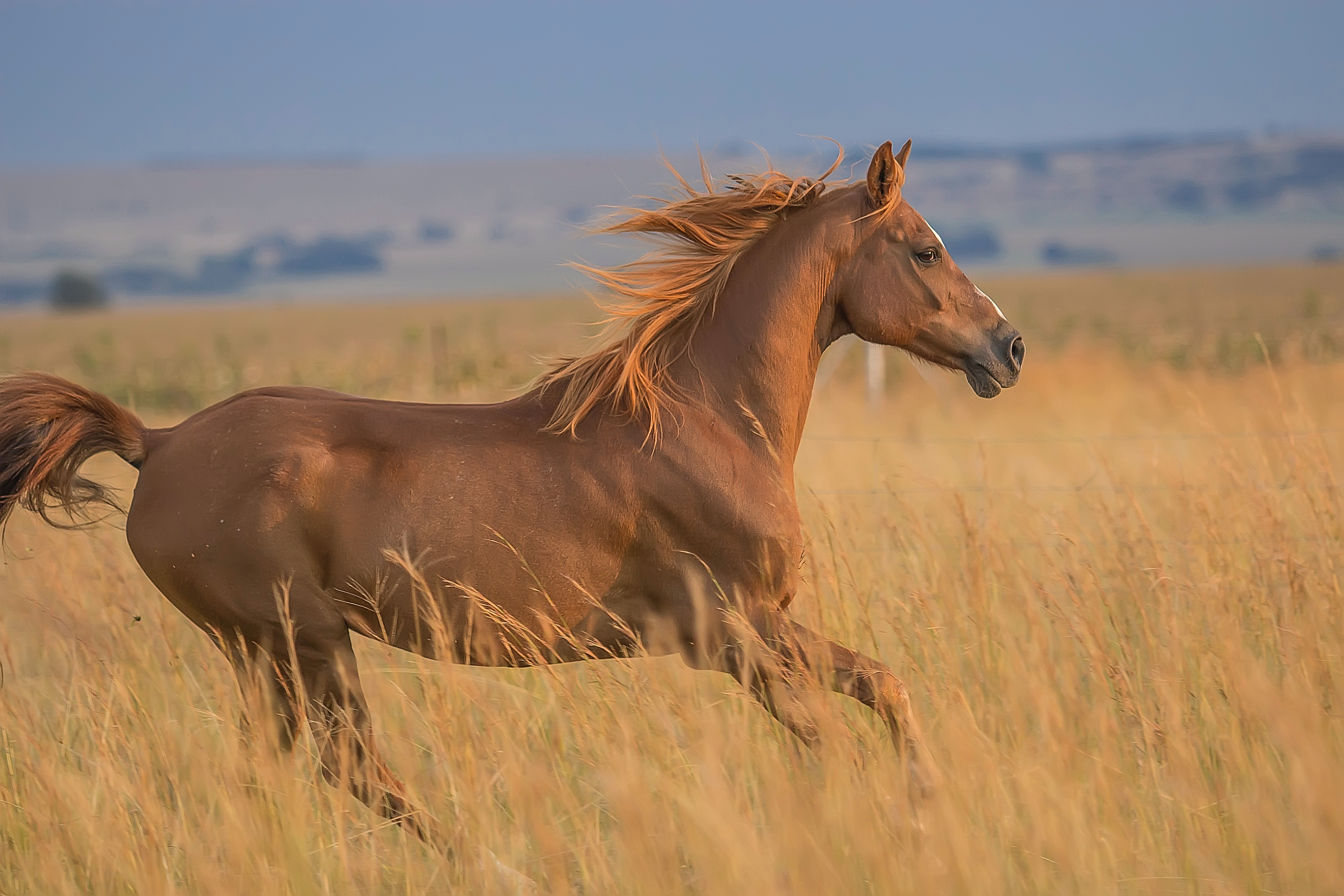 Galoppierendes Pferd in der Natur Kissing Spines Pferd