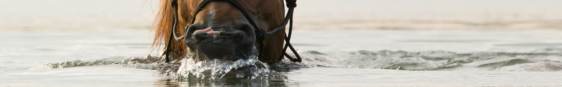 Pferd im Wasser Ein Pferd, das im Wasser steht und mit dem Kopf untertaucht, spritzt Wasser.