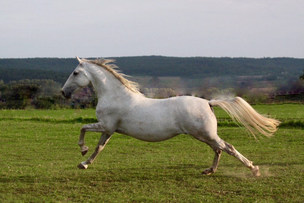 Weißes Pferd im Galopp Mein Pferd geht lahm - Bewegungsapparat Probleme