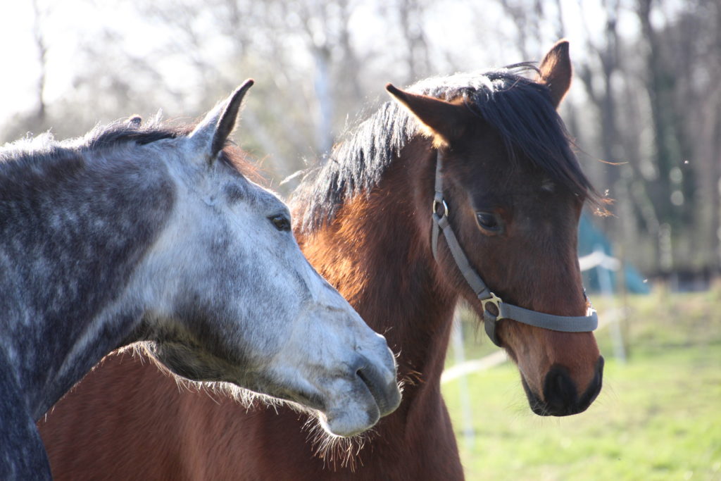 Zwei Pferde im Freien Fellwechsel Pferd: was füttern?