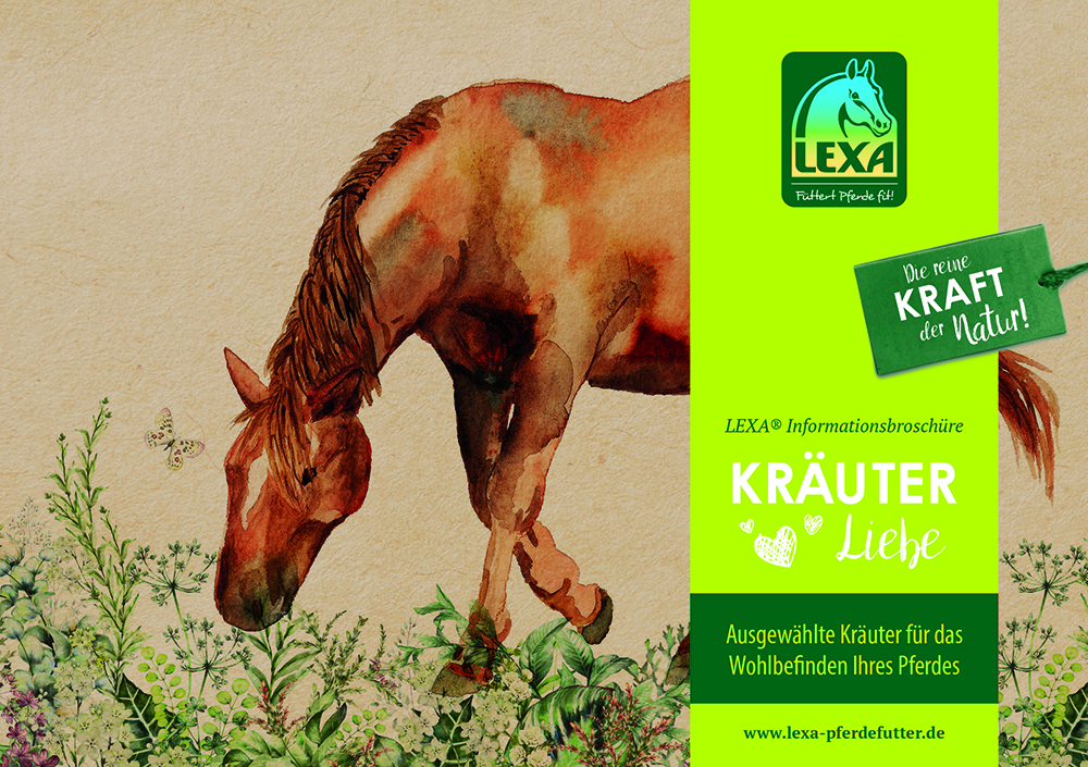 Illustration eines Pferdes in einer blühenden Wiese mit Kräutern, umgeben von Blumen und einer Biene.