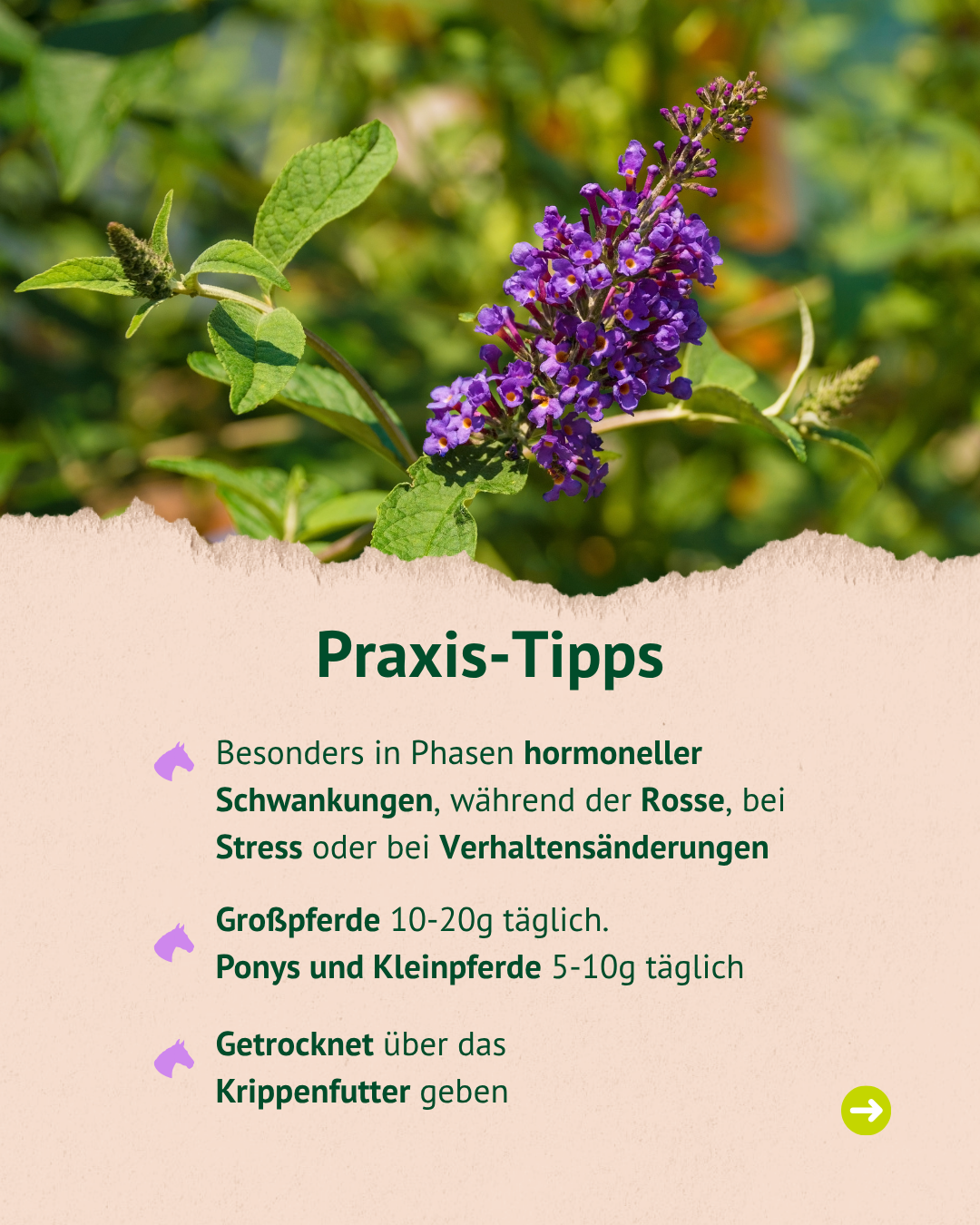 Praxis-Tipps: Besonders in Phasen hormoneller Schwankungen, während der Rosse, bei Stress oder bei Verhaltensänderungen. Dosierung: Großpferde 10-20g täglich, Ponys und Kleinpferde 5-10g täglich. Anwendung: Getrocknet über das Krippenfutter geben. Praxis-Tipps: Besonders in Phasen hormoneller Schwankungen, während der Rosse, bei Stress oder bei Verhaltensänderungen. Dosierung: Großpferde 10-20g täglich, Ponys und Kleinpferde 5-10g täglich. Anwendung: Getrocknet über das Krippenfutter geben.