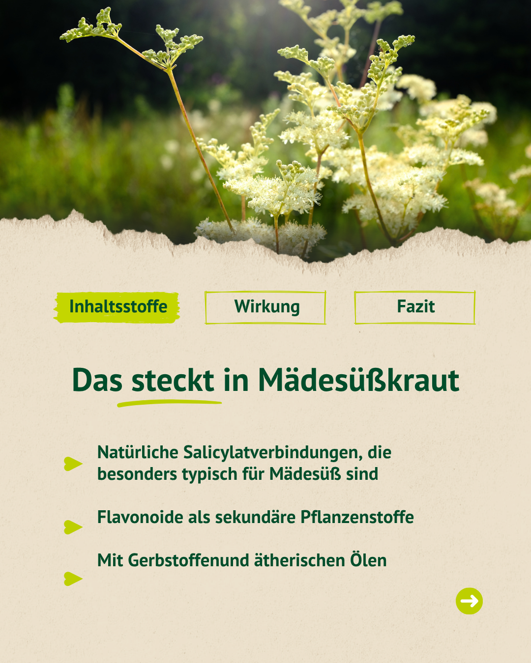 Infografik zu Inhaltsstoffen von Mädesüßkraut mit Foto der Pflanze und Auflistung natürlicher Salicylatverbindungen, Flavonoide, Gerbstoffe und ätherischer Öle.