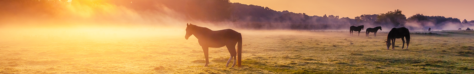 Pferde im Nebel bei Sonnenaufgang Pferde grasen in einem nebligen Feld bei Sonnenaufgang.
