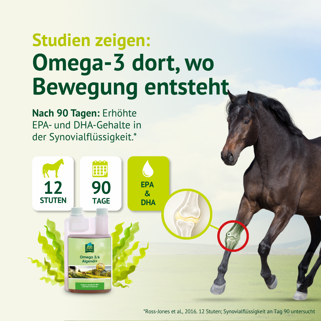 LEXA Algenöl+ neben einem laufenden Pferd mit Gelenkillustration. Thema: Omega-3 in der Gelenkflüssigkeit.