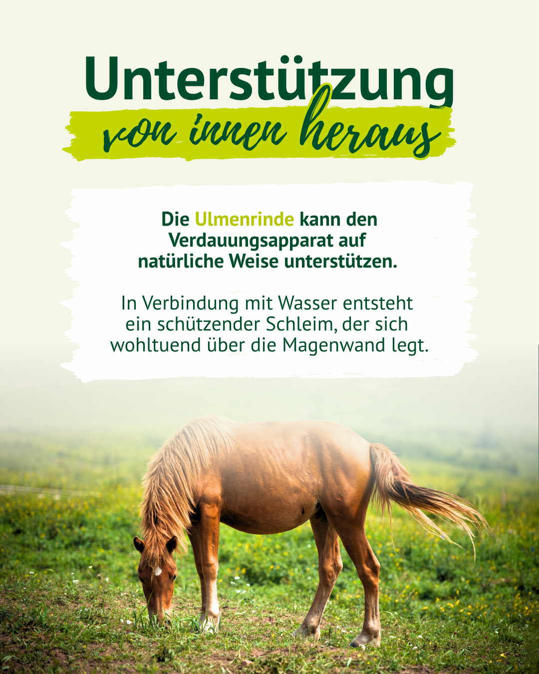 Infografik mit grasendem Pferd auf einer Wiese. Text erklärt, dass Ulmenrinde den Verdauungsapparat auf natürliche Weise unterstützen kann und mit Wasser einen schützenden Schleim bildet.
