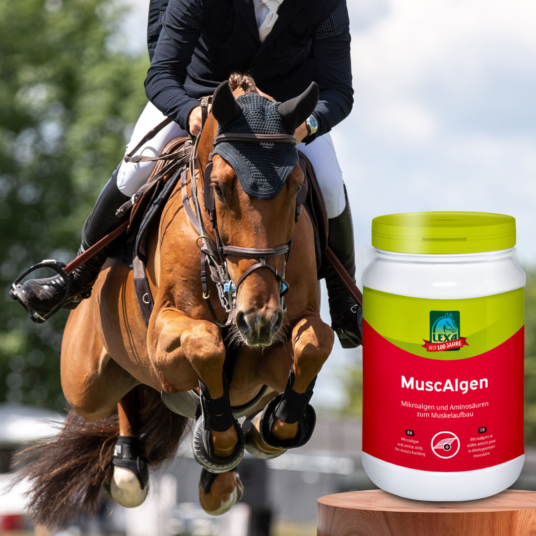 Sportpferd beim Springreiten mit LEXA MuscAlgen Produktdose im Vordergrund