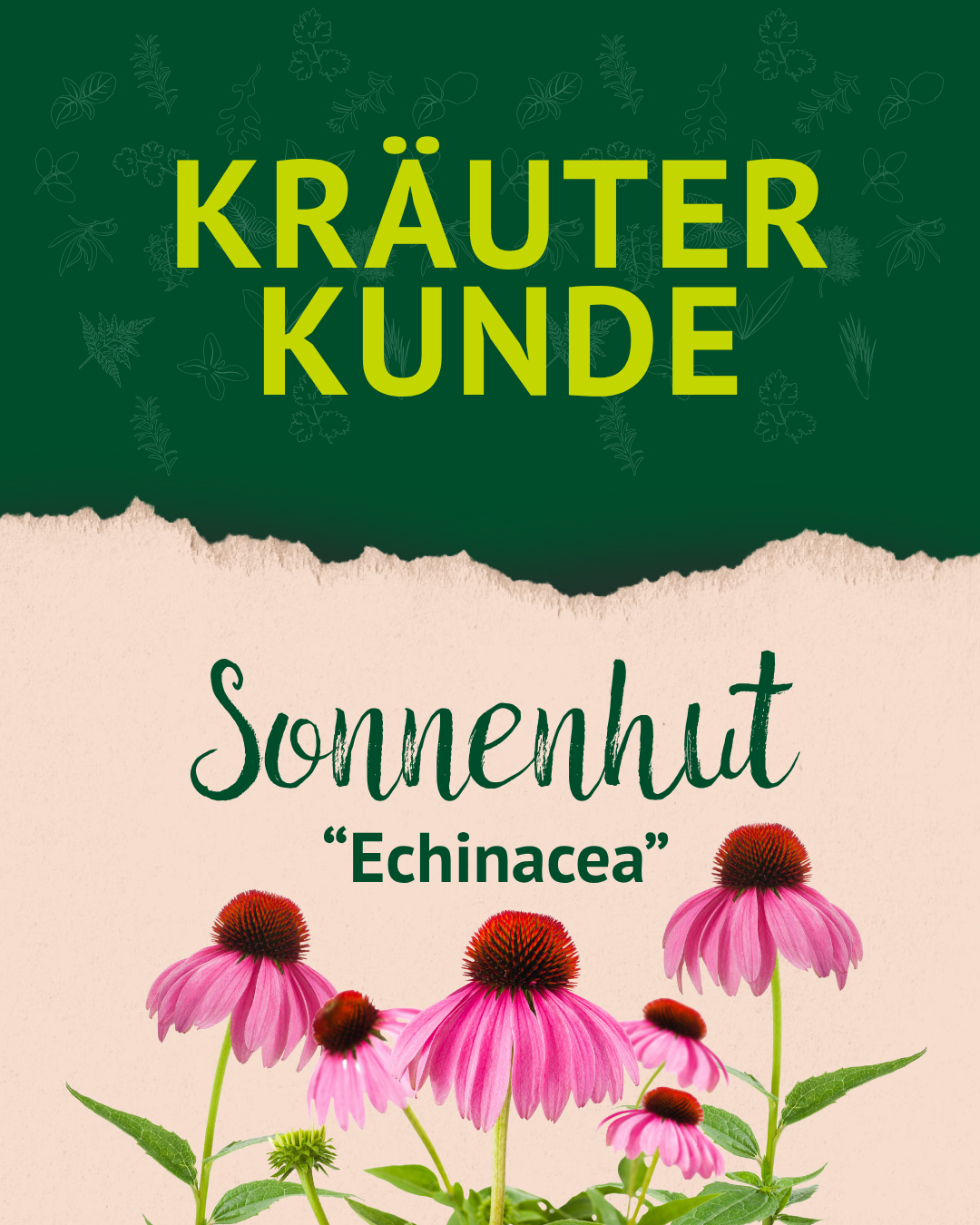 Grünes Feld mit gelbem Text 'KRÄUTER KUNDE', darunter auf beigem Hintergrund der Schriftzug 'Sonnenhut "Echinacea"' und Abbildungen von pinken Sonnenhutblüten mit braunen Kegeln und grünen Stängeln. Grünes Feld mit gelbem Text 'KRÄUTER KUNDE', darunter auf beigem Hintergrund der Schriftzug 'Sonnenhut "Echinacea"' und Abbildungen von pinken Sonnenhutblüten mit braunen Kegeln und grünen Stängeln.