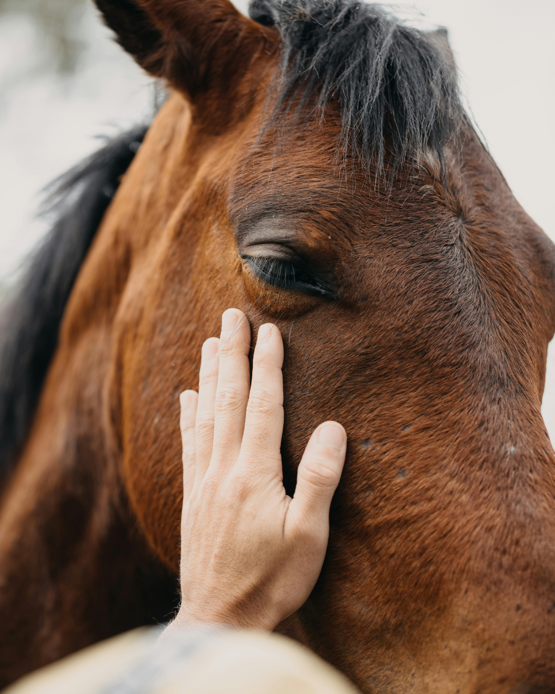 Nahaufnahme eines braunen Pferdes mit geschlossenen Augen, das sanft von einer Hand am Kopf gestreichelt wird.