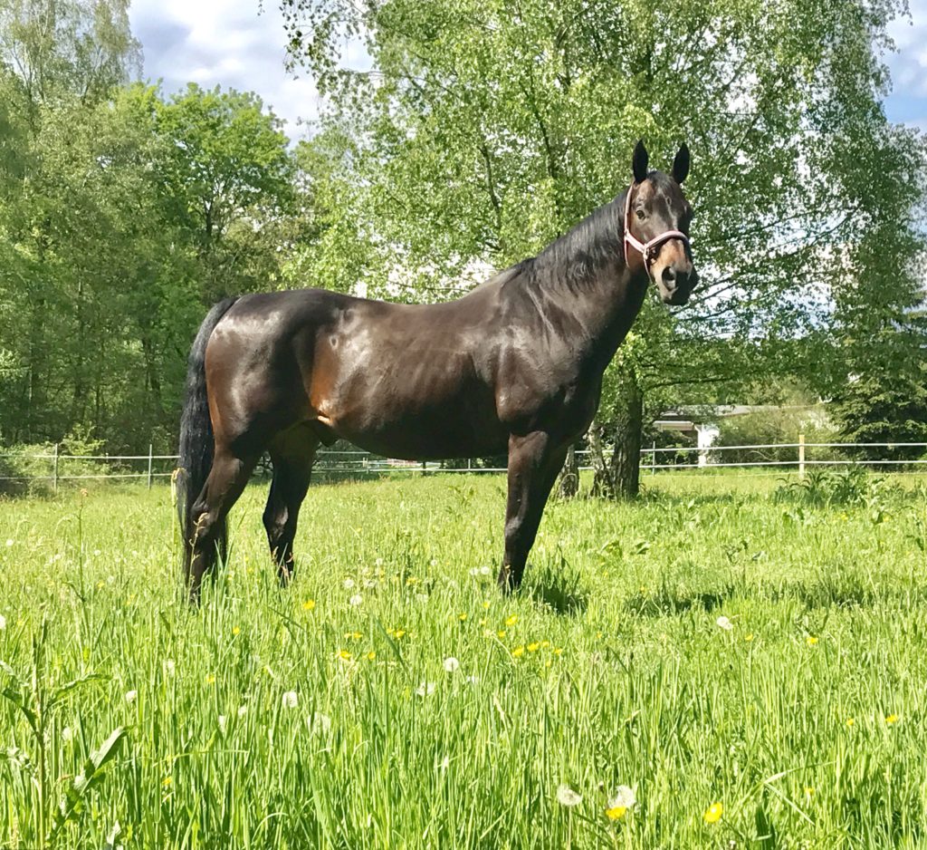 Pferden Öl füttern