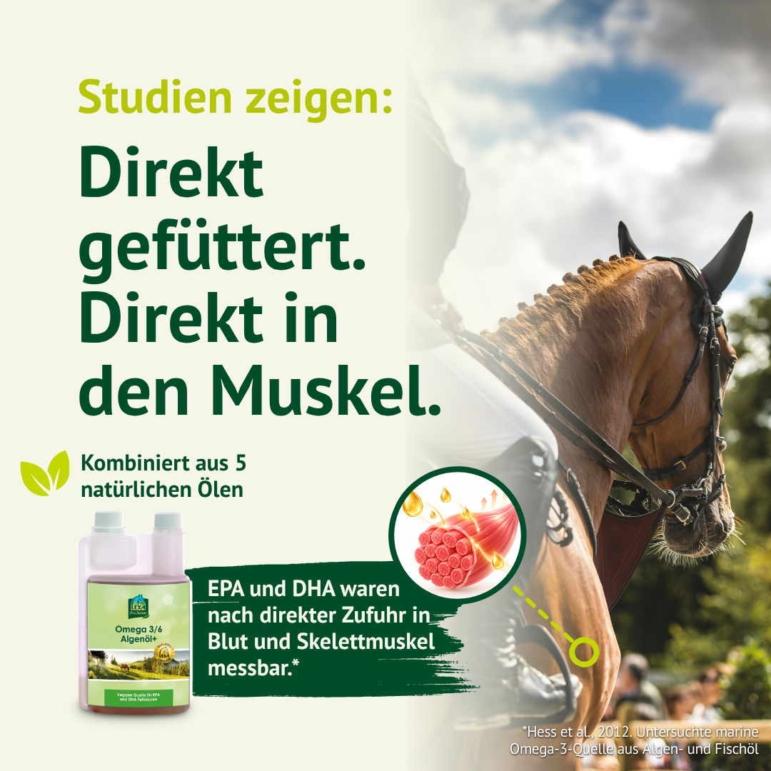 LEXA Algenöl+ neben einem Reitpferd und einer Muskelfaser-Grafik. Thema: EPA und DHA in der Muskulatur.