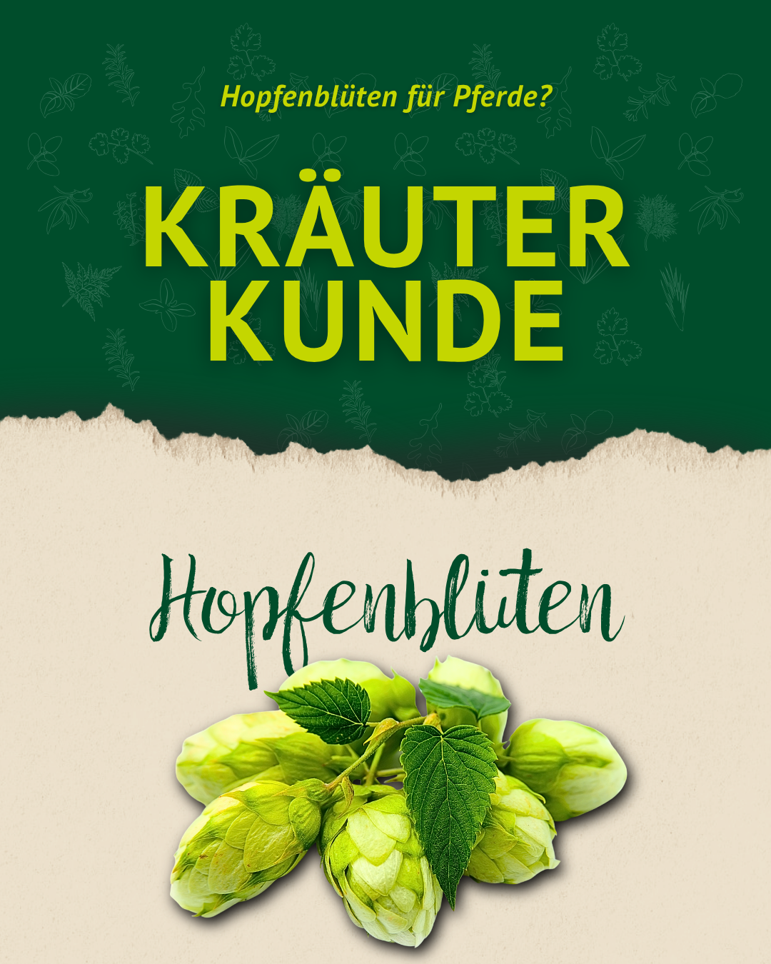 Grafik zur Kräuterkunde über Hopfenblüten für Pferde mit grünen Hopfenblüten auf hellem Hintergrund.