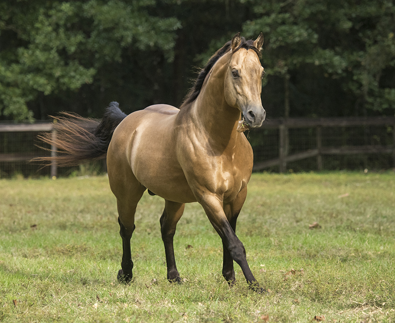 Braunes Pferd auf der Wiese Ein braunes Pferd mit schwarzer Mähne läuft über eine grüne Wiese.
