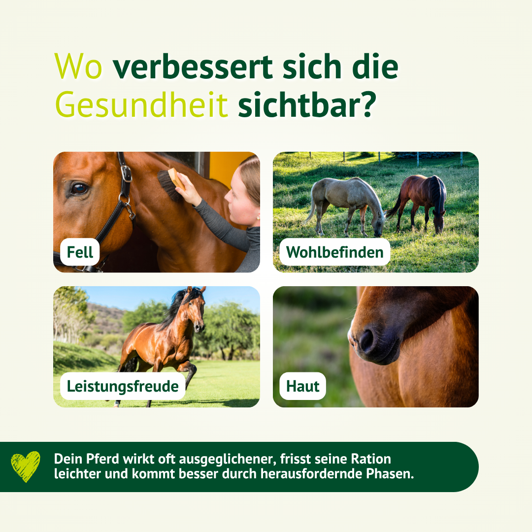 Gesundes Pferd mit glänzendem Fell, besserem Wohlbefinden, mehr Leistungsfreude und gesunder Haut