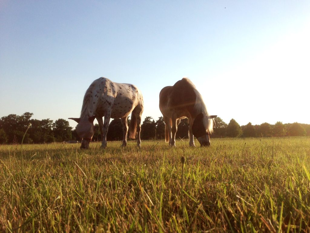 Pferde auf einer Wiese Temperaturschwankungen - so unterstützen Sie Ihr Pferd