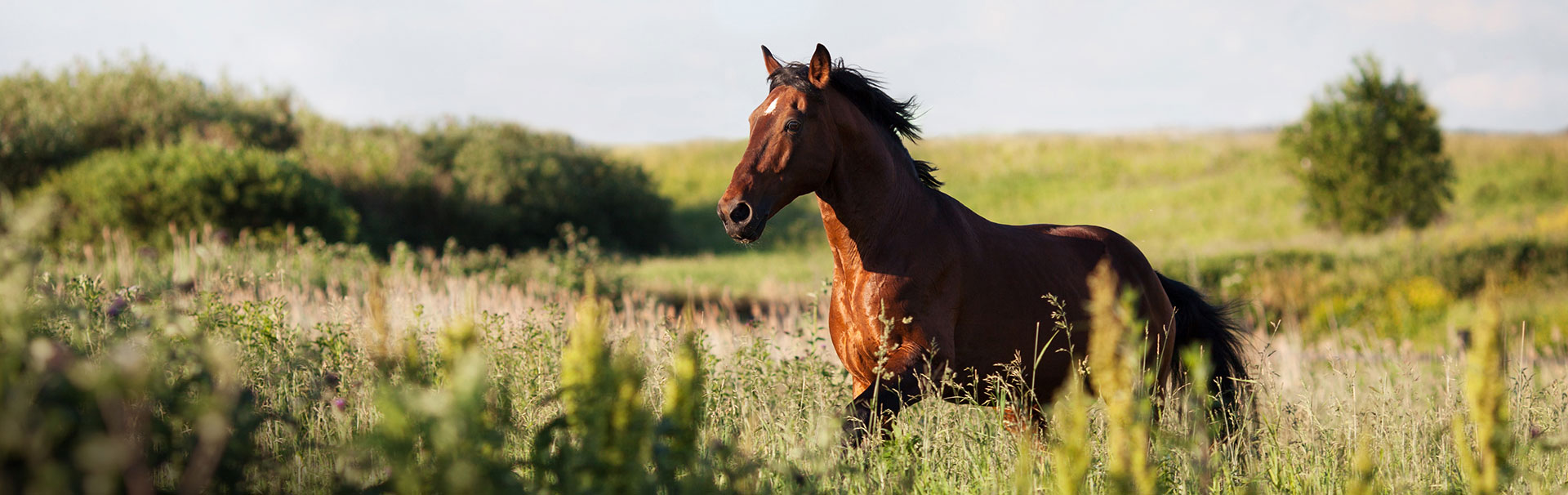 lexa-kraeuter-fuer-pferde-natuerliches-pferdefutter lexa-kraeuter-fuer-pferde-natuerliches-pferdefutter