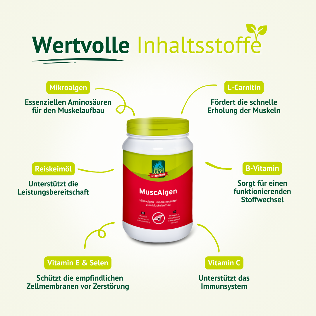 Darstellung der Inhaltsstoffe von LEXA MuscAlgen mit Mikroalgen, L-Carnitin, Vitaminen und Spurenelementen