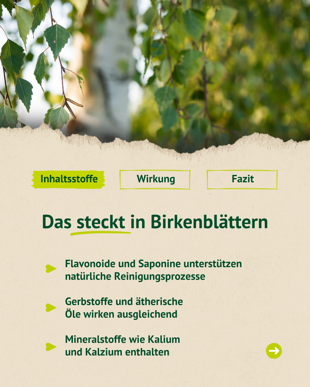 Birkenzweige im Hintergrund mit Übersicht zu Inhaltsstoffen wie Flavonoiden, ätherischen Ölen und Mineralstoffen