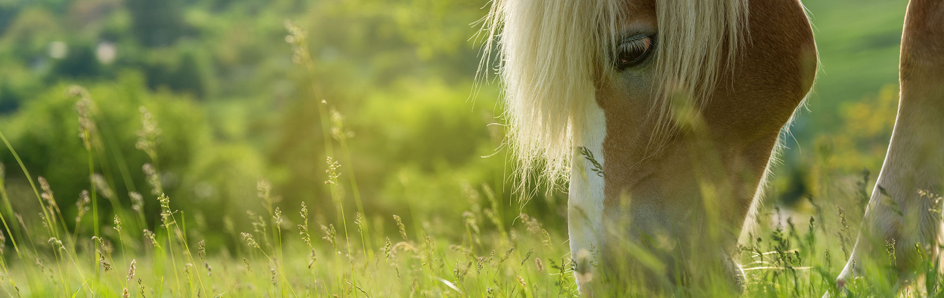 lexa-pferdefutter-haflinger-wiese lexa-pferdefutter-haflinger-wiese