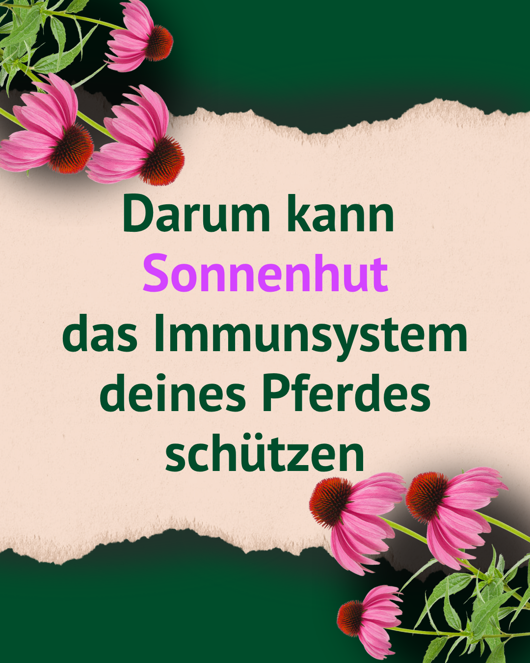 Rosa Sonnenhutblüten an den Ecken, mittig Text 'Darum kann Sonnenhut das Immunsystem deines Pferdes schützen' auf zerrissenem beigem Papier vor grünem Hintergrund. Rosa Sonnenhutblüten an den Ecken, mittig Text 'Darum kann Sonnenhut das Immunsystem deines Pferdes schützen' auf zerrissenem beigem Papier vor grünem Hintergrund.