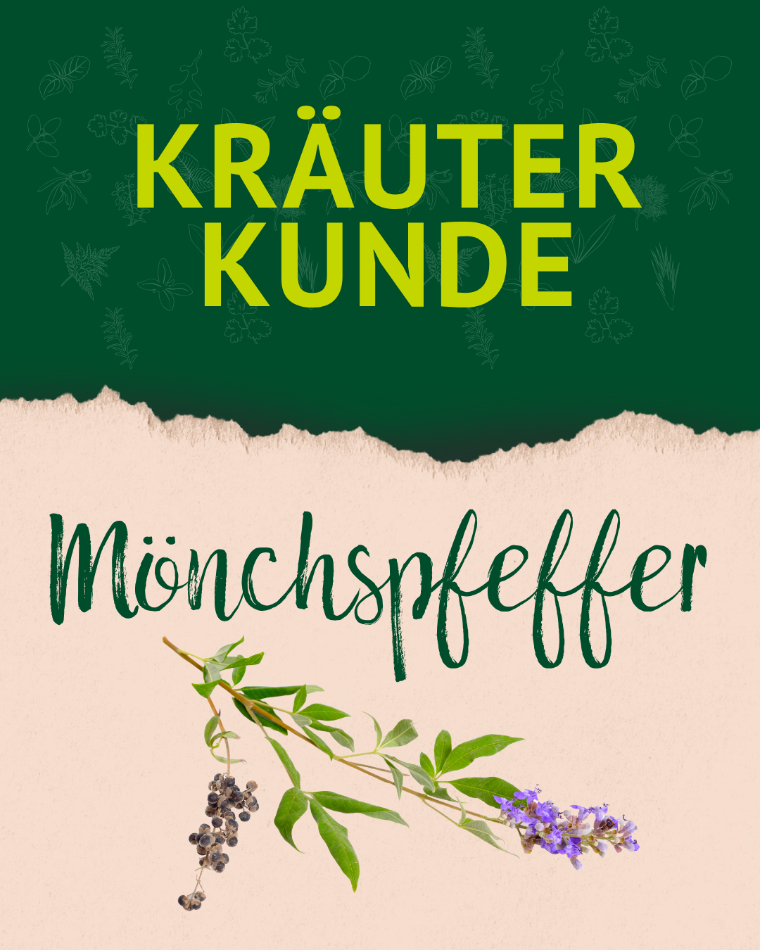 Titelfolie "Kräuterkunde: Mönchspfeffer" mit einer Abbildung der Pflanze und ihrer violett-blauen Blüte. Titelfolie "Kräuterkunde: Mönchspfeffer" mit einer Abbildung der Pflanze und ihrer violett-blauen Blüte.