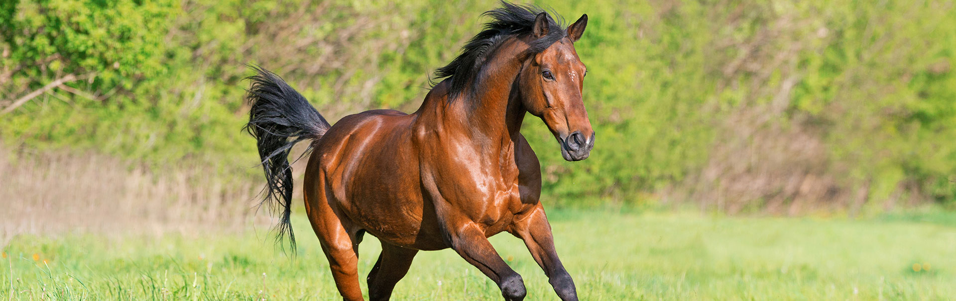 Braunes Pferd auf einer Wiese Ein braunes Pferd galoppiert über eine grüne Wiese mit Bäumen im Hintergrund.