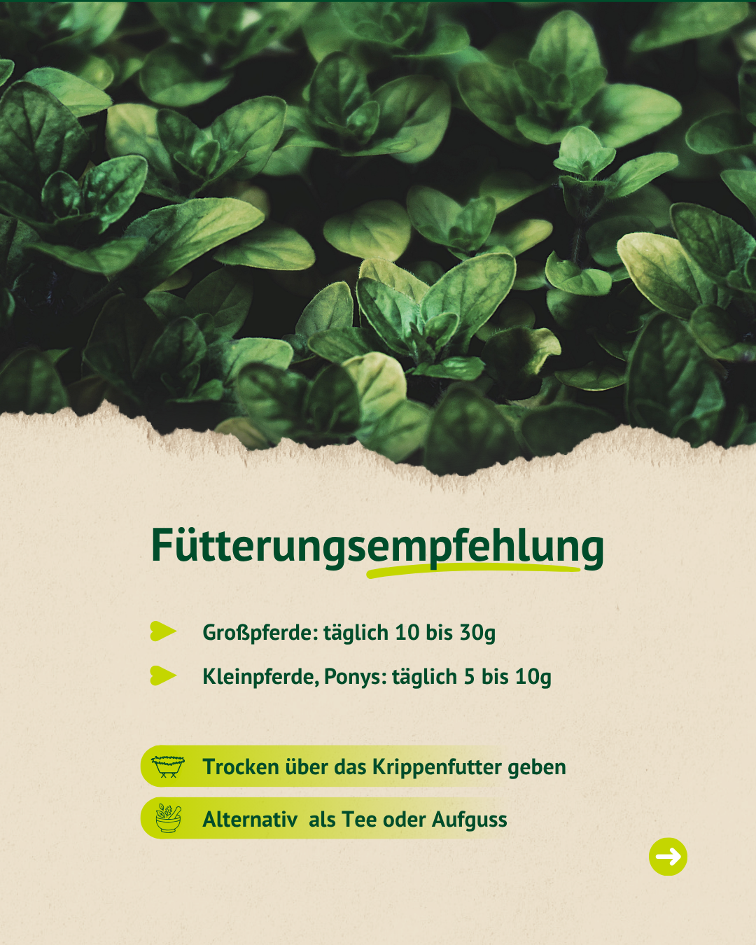 Fütterungsempfehlung für Oregano – Dosierung für Pferde und Ponys einfach erklärt