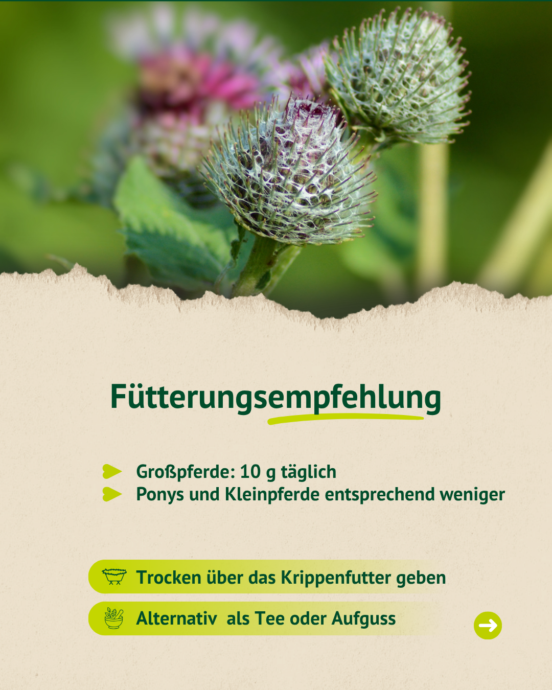 Fütterungsempfehlung für Klettenwurzel bei Pferden mit Dosierhinweisen für Großpferde und Ponys sowie Anwendung über das Krippenfutter oder als Tee.