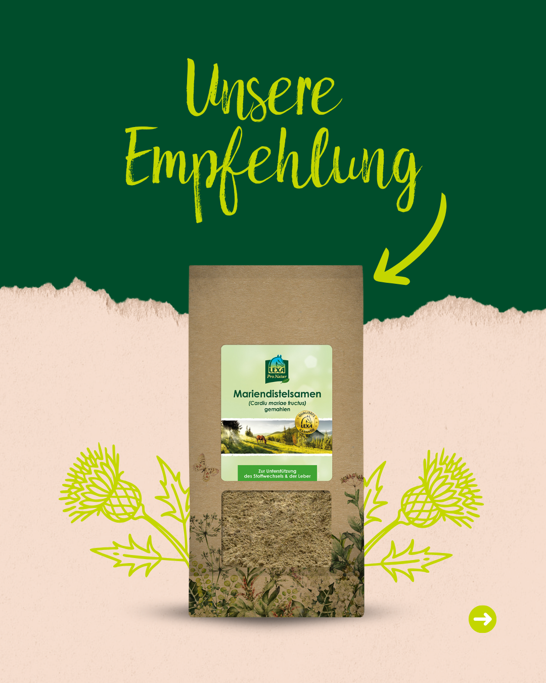 Bild mit Mareindistelsamen Bild mit Mareindistelsamen