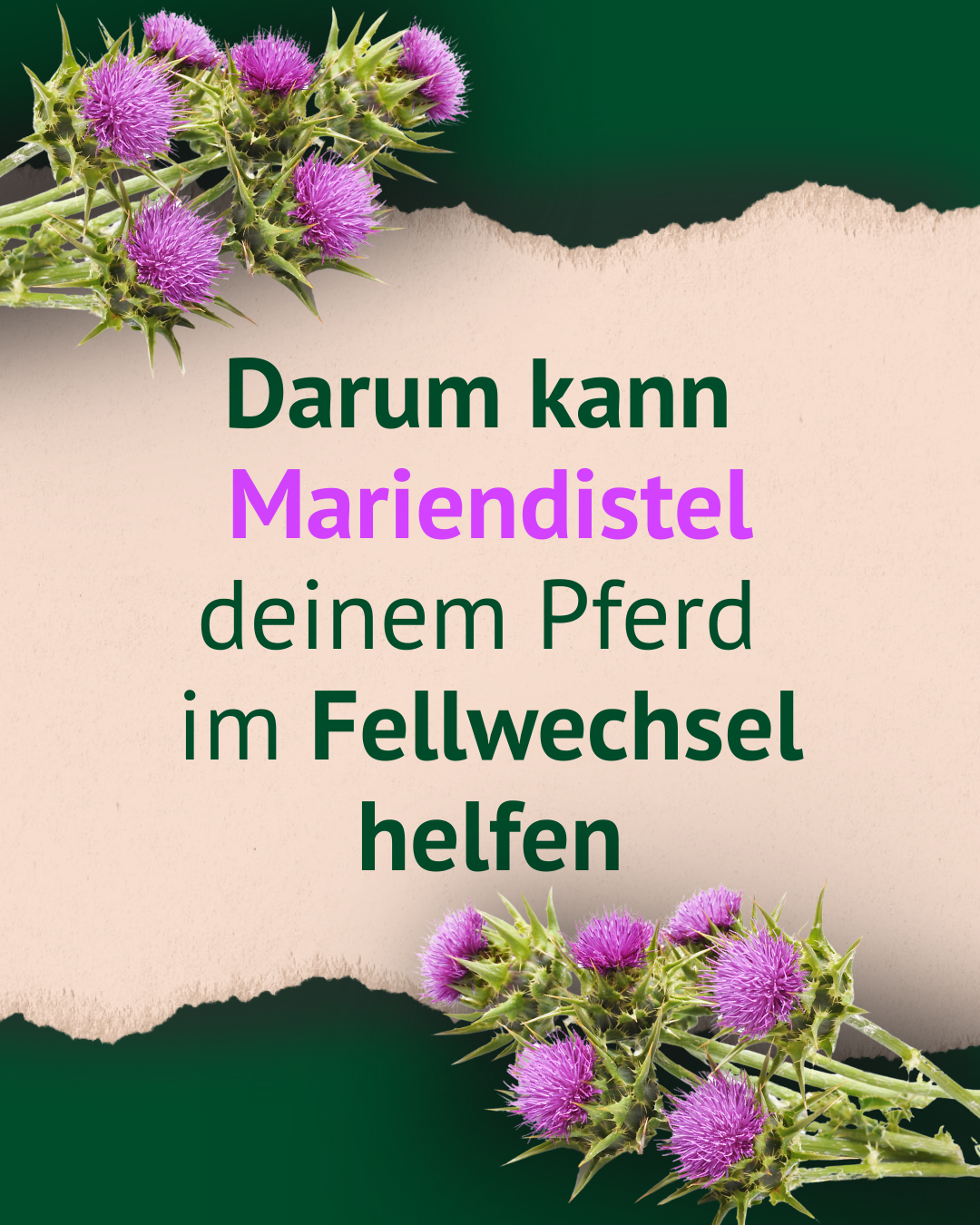 Bild mit Abbildung Mariendistel und Text