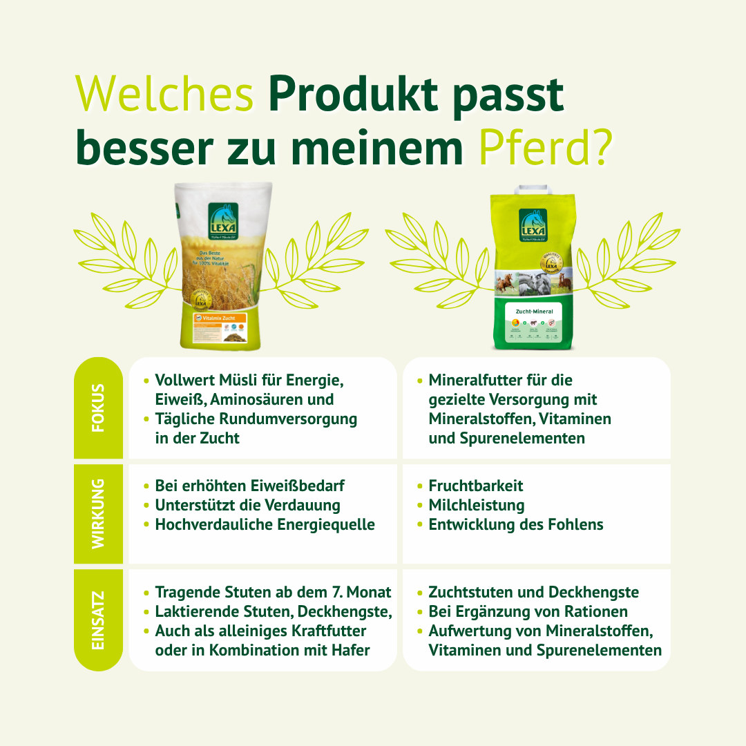 Vergleich von Pferdefutter – welches Produkt passt besser zur Zucht und Versorgung
