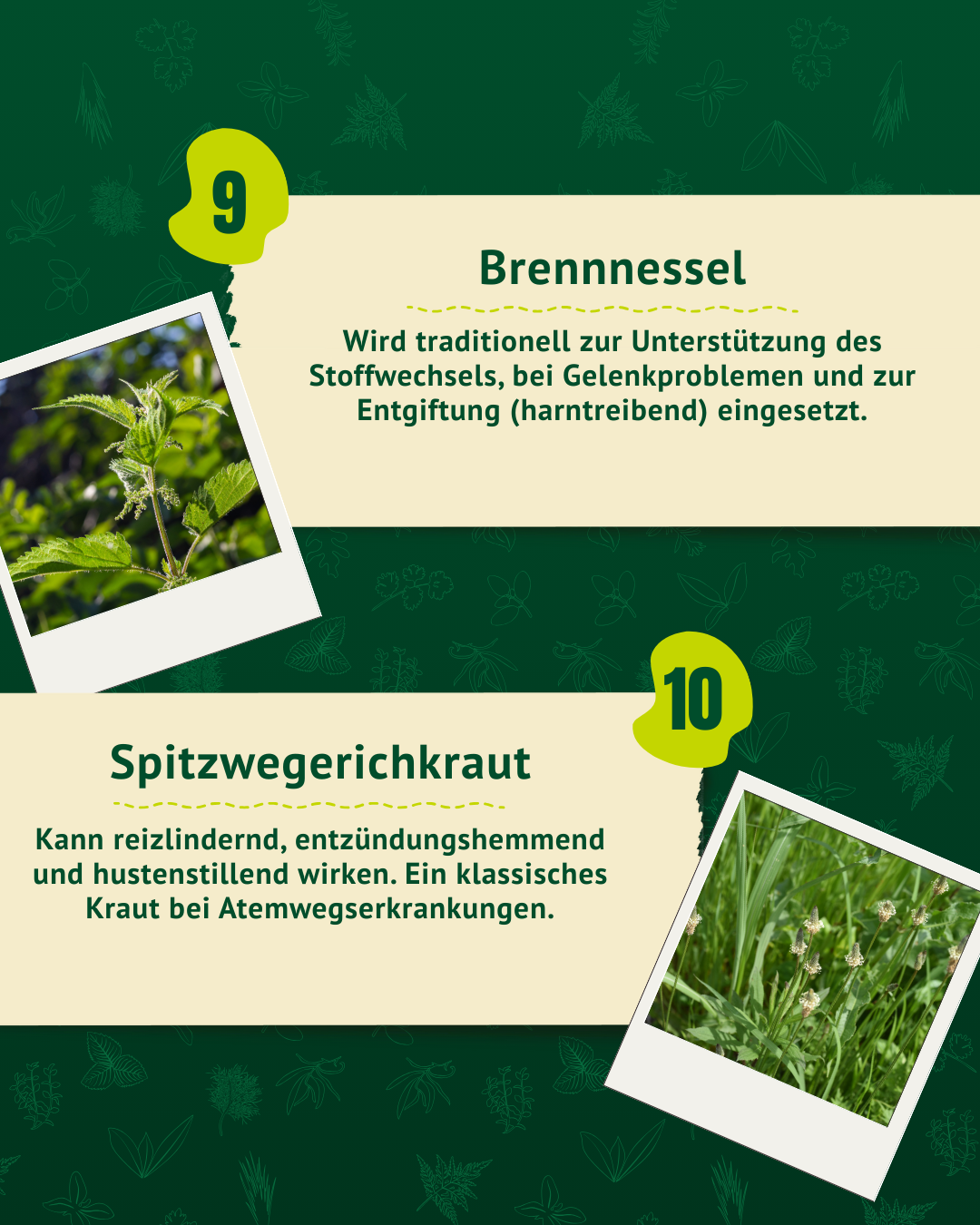 Zwei Fotos: 1. Brennnesselpflanze mit gezackten Blättern, 2. Spitzwegerichpflanze mit schmalen Blättern und kleinen Blüten.