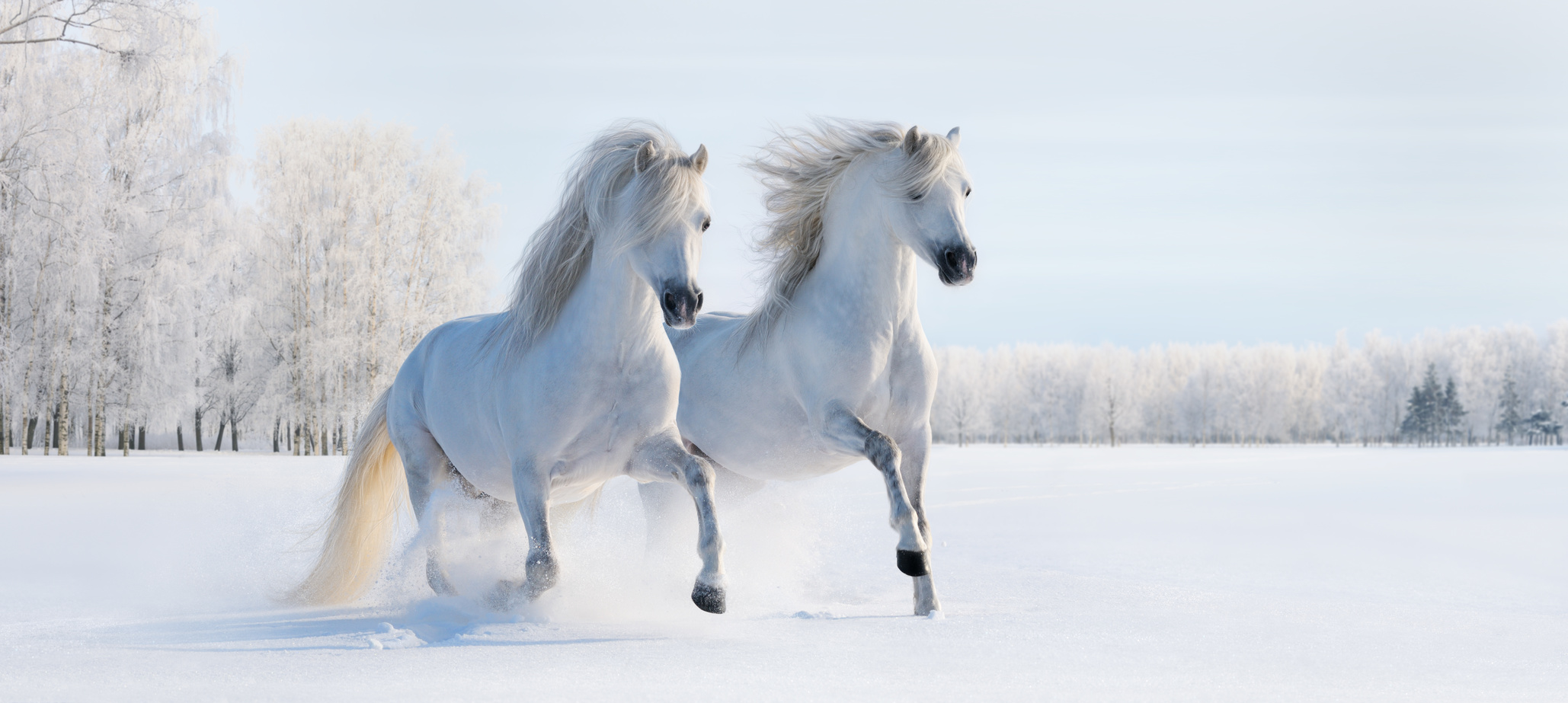 Pferd Untergewicht: Auffüttern im Winter