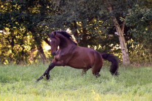 Aminosäuren fürs Pferd