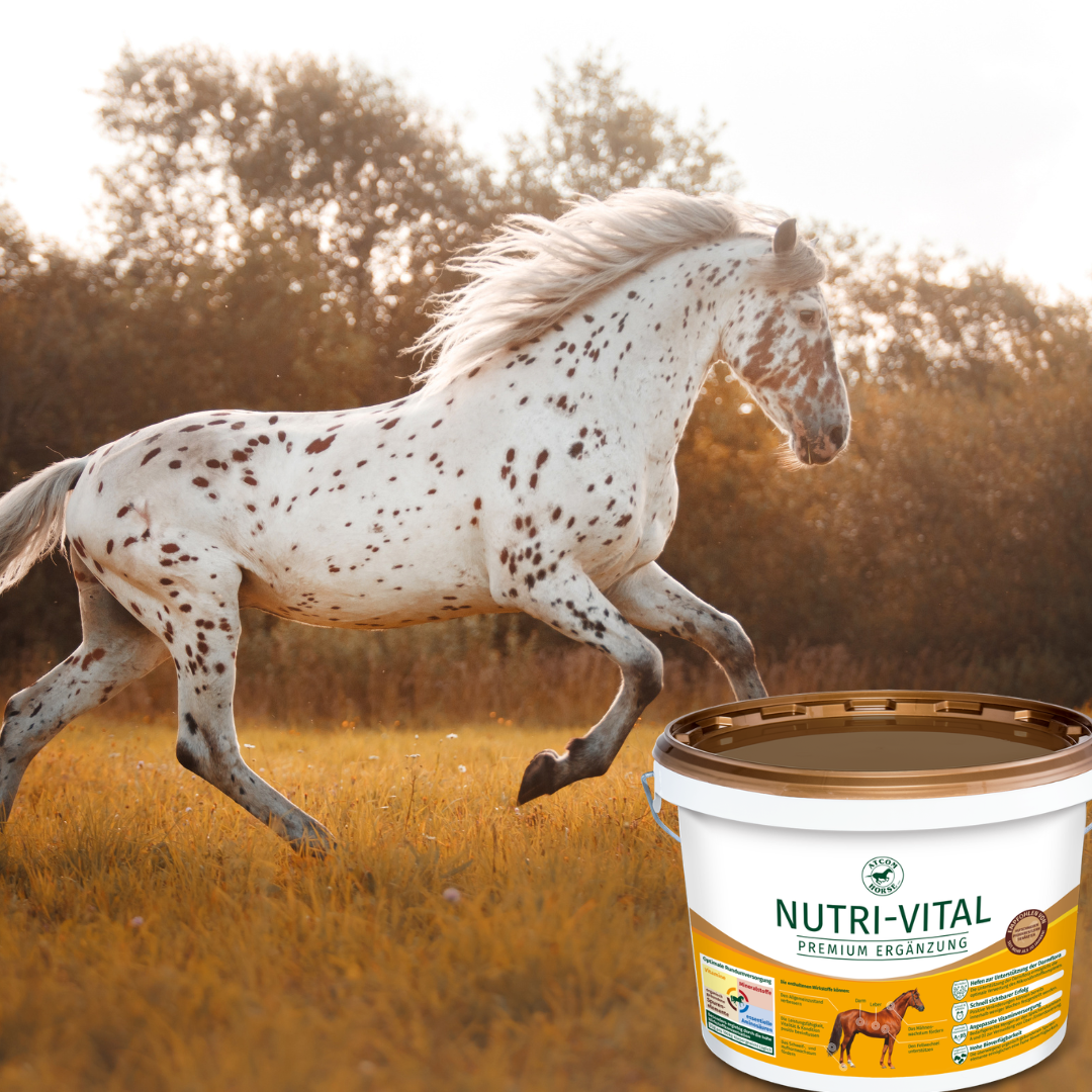 Gesundes Pferd auf der Weide mit NUTRI-VITAL Mineralfutter – optimale Versorgung für Vitalität und Leistungsfähigkeit