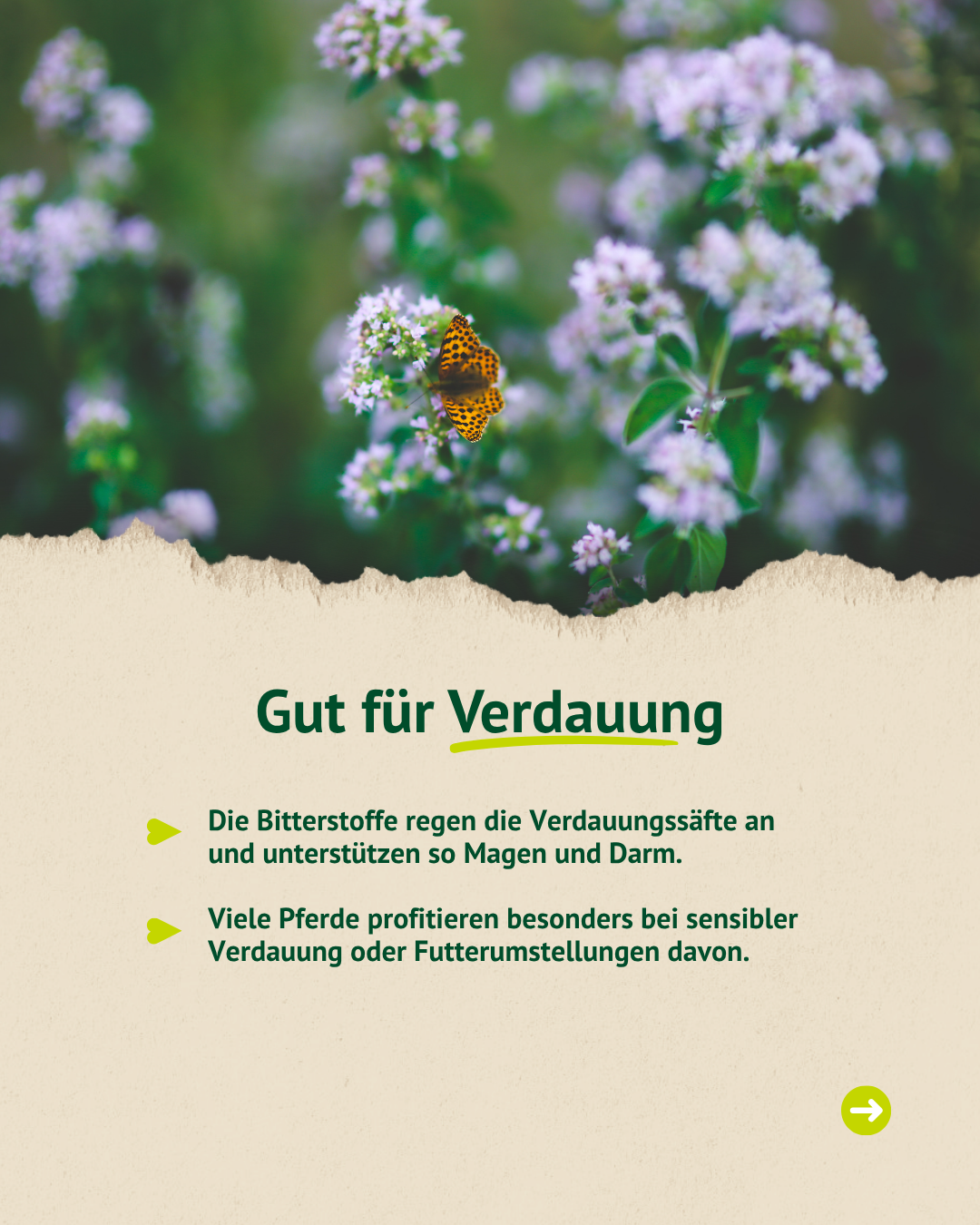 Blühender Oregano mit Schmetterling – fördert die Verdauung und regt Verdauungssäfte an