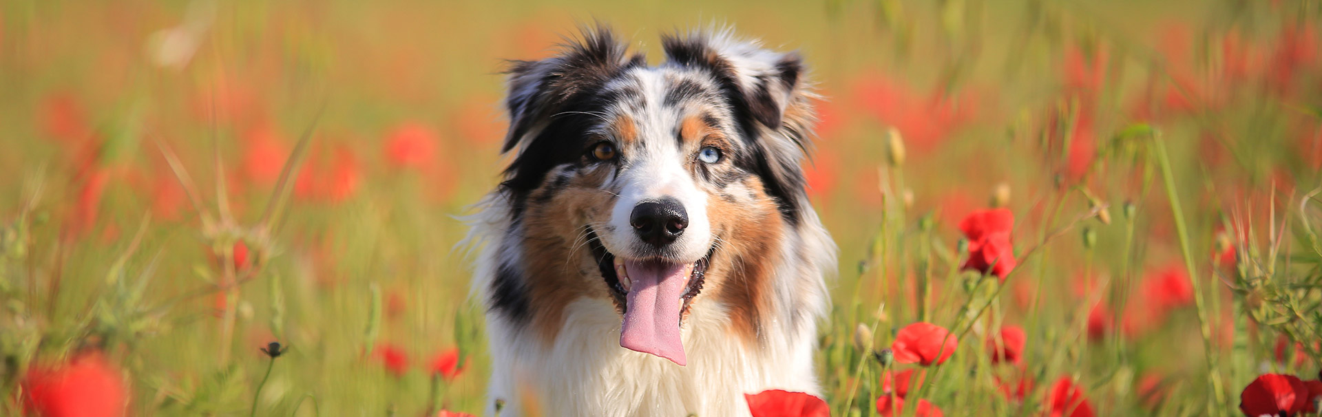 dog-trockenfutter-hund-australien-shepherd-mohnfeld dog-trockenfutter-hund-australien-shepherd-mohnfeld