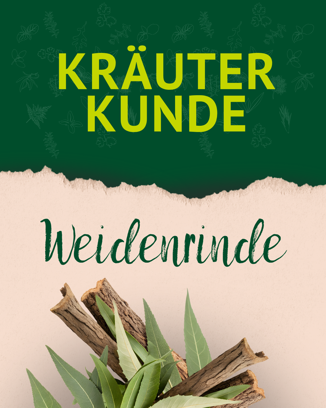 Zweige mit grünen Blättern und Rinde, darüber der Text 'KRÄUTER KUNDE' und 'Weidenrinde' auf grünem und beigem Hintergrund.