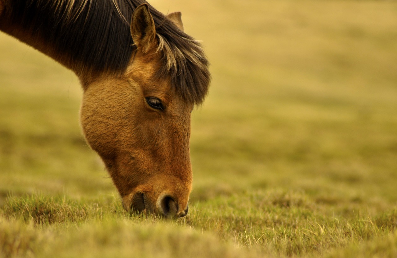 Pferd beim Grasen Kolik beim Pferd