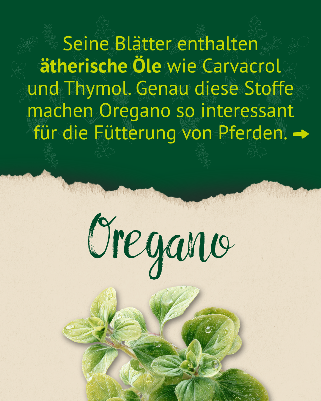 Oregano enthält ätherische Öle wie Carvacrol und Thymol – wertvoll für die Pferdefütterung