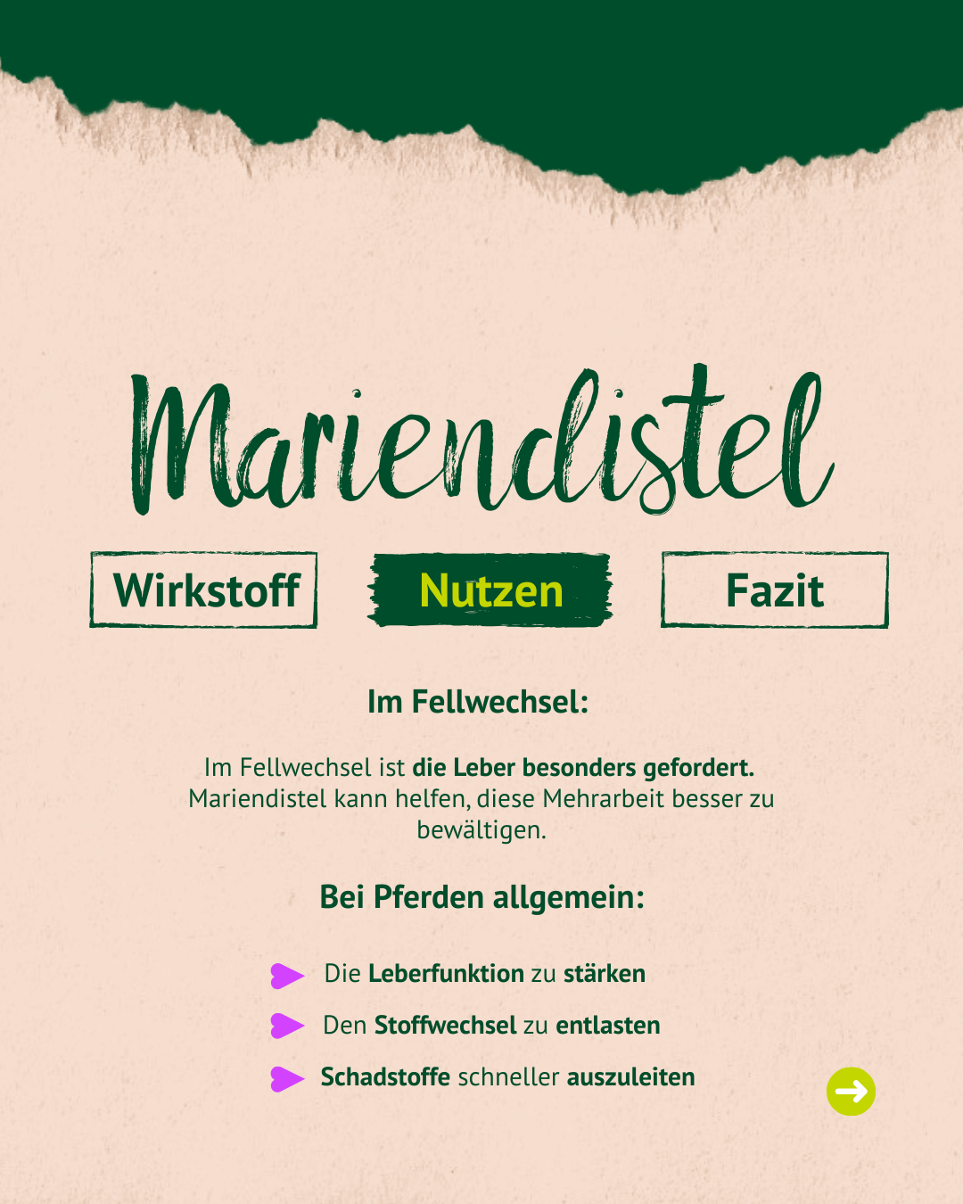 Bild mit Text über den Nutezn von Mariendistel Bild mit Text über den Nutezn von Mariendistel