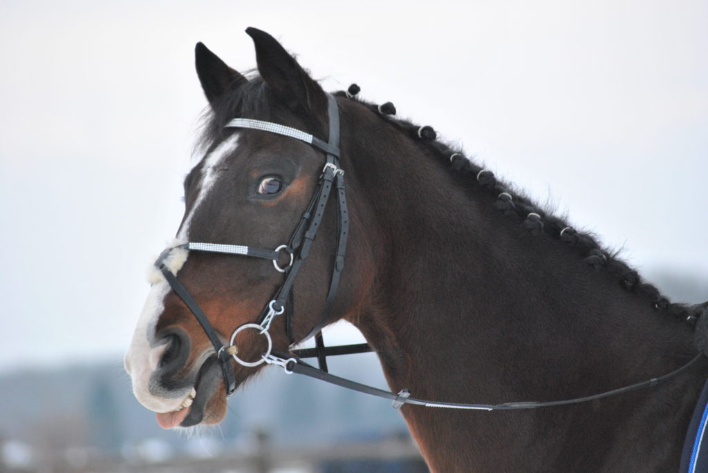 Porträt eines Pferdes Dem Pferd Mash füttern